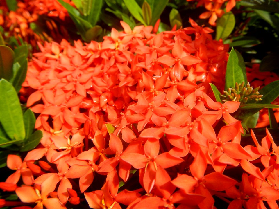 Close-ups of Ixora coccinea flowers in the Philippines Santan (Philippines) Rubiaceae Santan Ixora coccinea Linn. JUNGLE FLAME Ixora coccinea  in Poblacion, Baliuag, Bulacan Effects of Tropical Storm 