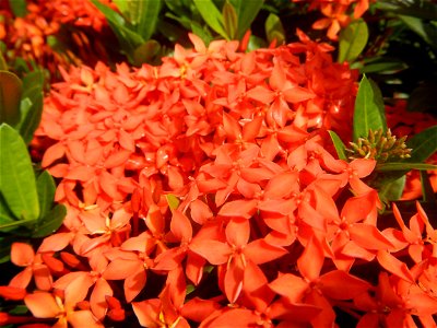 Close-ups of Ixora coccinea flowers in the Philippines Santan (Philippines) Rubiaceae Santan Ixora coccinea Linn. JUNGLE FLAME Ixora coccinea  in Poblacion, Baliuag, Bulacan Effects of Tropical Storm 