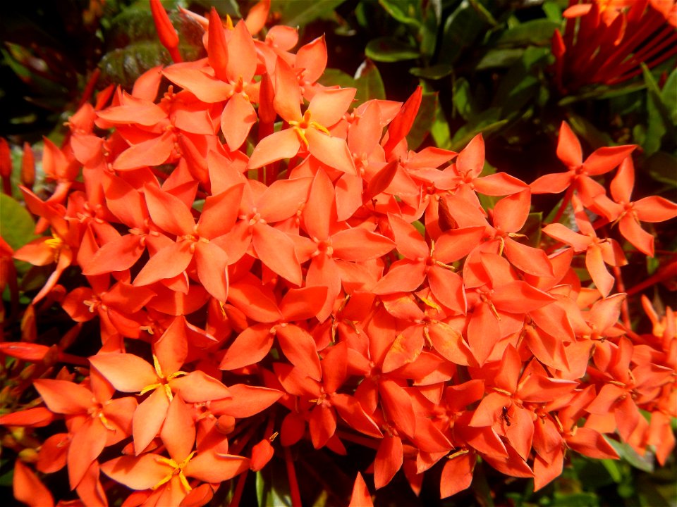Close-ups of Ixora coccinea flowers in the Philippines Santan (Philippines) Rubiaceae Santan Ixora coccinea Linn. JUNGLE FLAME Ixora coccinea  in Poblacion, Baliuag, Bulacan Effects of Tropical Storm 