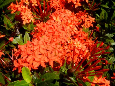 Close-ups of Ixora coccinea flowers in the Philippines Santan (Philippines) Rubiaceae Santan Ixora coccinea Linn. JUNGLE FLAME Ixora coccinea  in Poblacion, Baliuag, Bulacan Effects of Tropical Storm 
