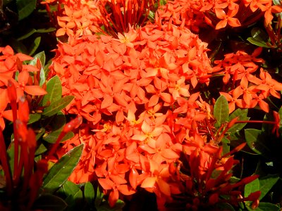 Close-ups of Ixora coccinea flowers in the Philippines Santan (Philippines) Rubiaceae Santan Ixora coccinea Linn. JUNGLE FLAME Ixora coccinea  in Poblacion, Baliuag, Bulacan Effects of Tropical Storm 