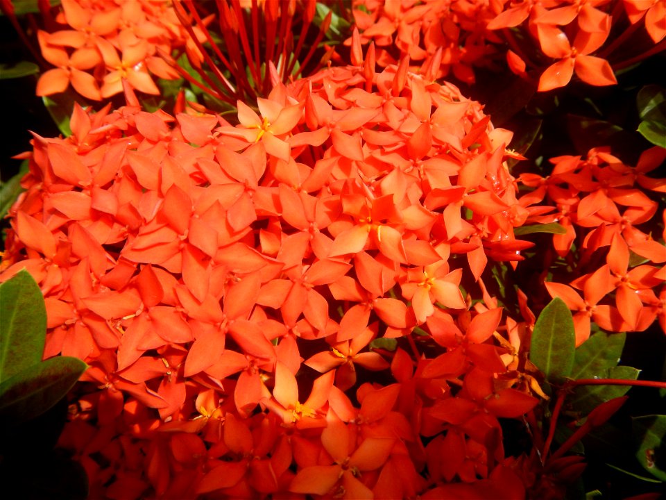 Close-ups of Ixora coccinea flowers in the Philippines Santan (Philippines) Rubiaceae Santan Ixora coccinea Linn. JUNGLE FLAME Ixora coccinea  in Poblacion, Baliuag, Bulacan Effects of Tropical Storm 