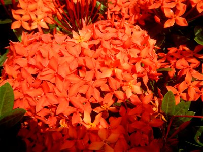 Close-ups of Ixora coccinea flowers in the Philippines Santan (Philippines) Rubiaceae Santan Ixora coccinea Linn. JUNGLE FLAME Ixora coccinea  in Poblacion, Baliuag, Bulacan Effects of Tropical Storm 