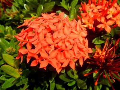 Close-ups of Ixora coccinea flowers in the Philippines Santan (Philippines) Rubiaceae Santan Ixora coccinea Linn. JUNGLE FLAME Ixora coccinea  in Poblacion, Baliuag, Bulacan Effects of Tropical Storm 
