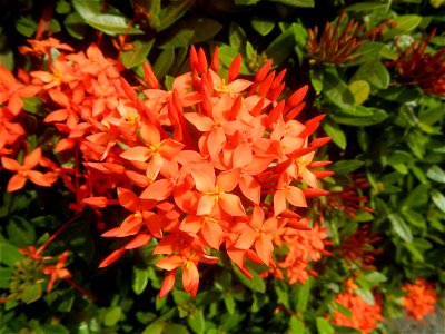Close-ups of Ixora coccinea flowers in the Philippines Santan (Philippines) Rubiaceae Santan Ixora coccinea Linn. JUNGLE FLAME Ixora coccinea  in Poblacion, Baliuag, Bulacan Effects of Tropical Storm 