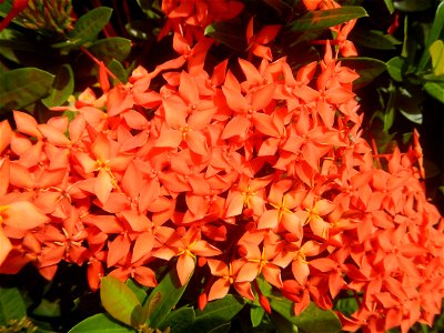 Close-ups of Ixora coccinea flowers in the Philippines Santan (Philippines) Rubiaceae Santan Ixora coccinea Linn. JUNGLE FLAME Ixora coccinea  in Poblacion, Baliuag, Bulacan Effects of Tropical Storm 