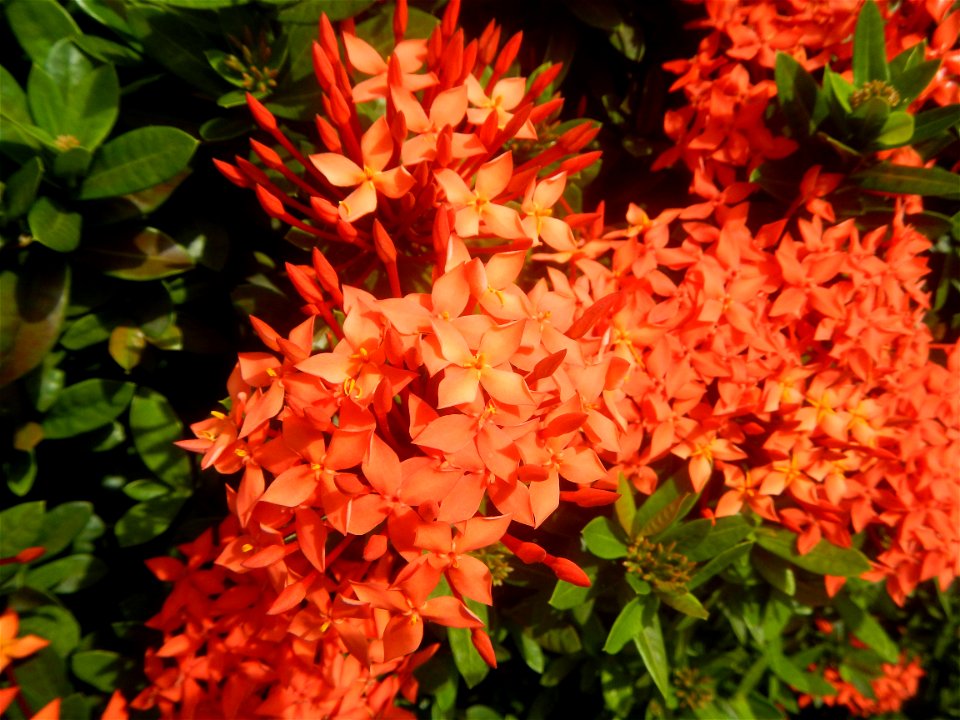 Close-ups of Ixora coccinea flowers in the Philippines Santan (Philippines) Rubiaceae Santan Ixora coccinea Linn. JUNGLE FLAME Ixora coccinea  in Poblacion, Baliuag, Bulacan Effects of Tropical Storm 