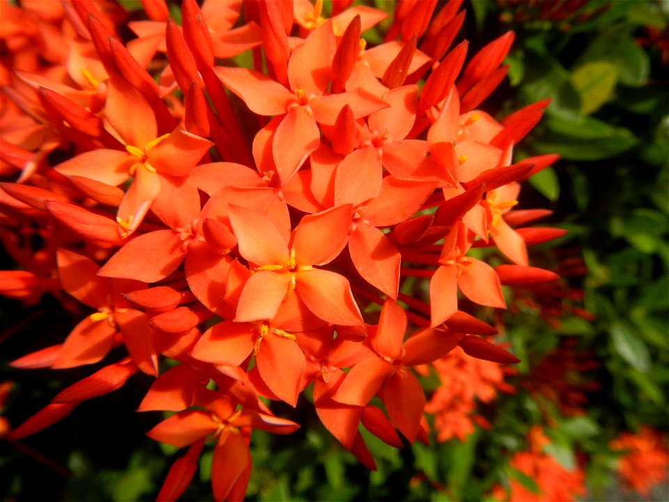 Close-ups of Ixora coccinea flowers in the Philippines Santan (Philippines) Rubiaceae Santan Ixora coccinea Linn. JUNGLE FLAME Ixora coccinea  in Poblacion, Baliuag, Bulacan Effects of Tropical Storm 