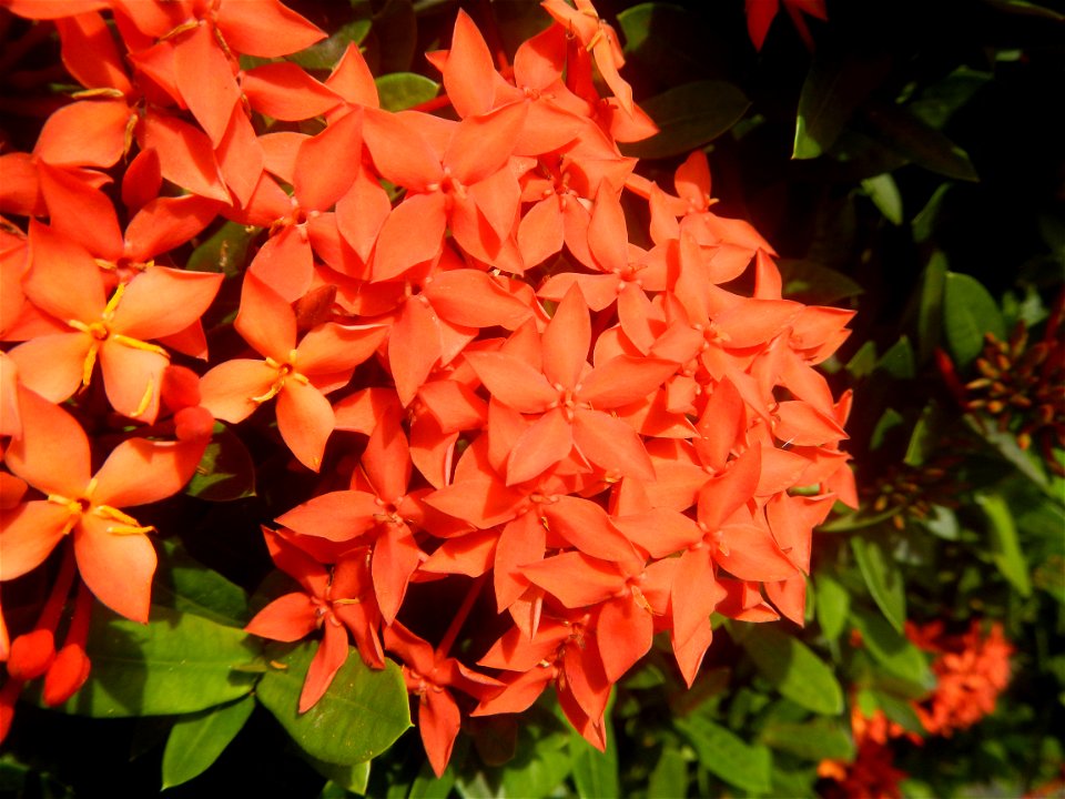 Close-ups of Ixora coccinea flowers in the Philippines Santan (Philippines) Rubiaceae Santan Ixora coccinea Linn. JUNGLE FLAME Ixora coccinea  in Poblacion, Baliuag, Bulacan Effects of Tropical Storm 