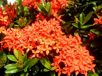 Close-ups of Ixora coccinea flowers in the Philippines Santan (Philippines) Rubiaceae Santan Ixora coccinea Linn. JUNGLE FLAME Ixora coccinea  in Poblacion, Baliuag, Bulacan Effects of Tropical Storm 
