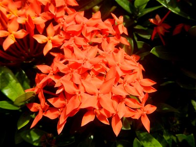 Close-ups of Ixora coccinea flowers in the Philippines Santan (Philippines) Rubiaceae Santan Ixora coccinea Linn. JUNGLE FLAME Ixora coccinea in Poblacion, Baliuag, Bulacan Effects of Tropical Storm photo