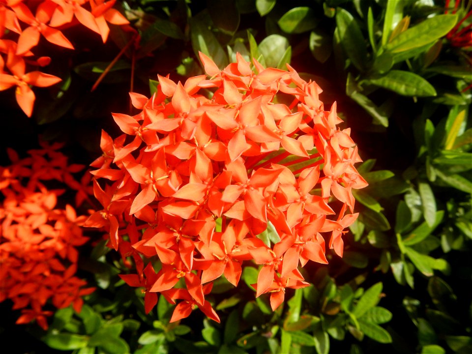Close-ups of Ixora coccinea flowers in the Philippines Santan (Philippines) Rubiaceae Santan Ixora coccinea Linn. JUNGLE FLAME Ixora coccinea  in Poblacion, Baliuag, Bulacan Effects of Tropical Storm 
