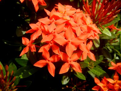 Close-ups of Ixora coccinea flowers in the Philippines Santan (Philippines) Rubiaceae Santan Ixora coccinea Linn. JUNGLE FLAME Ixora coccinea  in Poblacion, Baliuag, Bulacan Effects of Tropical Storm 