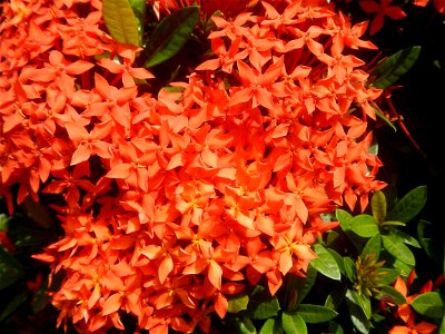 Close-ups of Ixora coccinea flowers in the Philippines Santan (Philippines) Rubiaceae Santan Ixora coccinea Linn. JUNGLE FLAME Ixora coccinea  in Poblacion, Baliuag, Bulacan Effects of Tropical Storm 