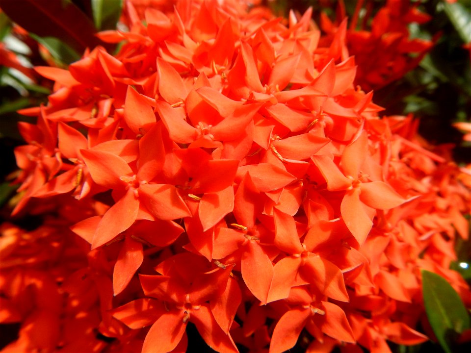 Close-ups of Ixora coccinea flowers in the Philippines Santan (Philippines) Rubiaceae Santan Ixora coccinea Linn. JUNGLE FLAME Ixora coccinea  in Poblacion, Baliuag, Bulacan Effects of Tropical Storm 