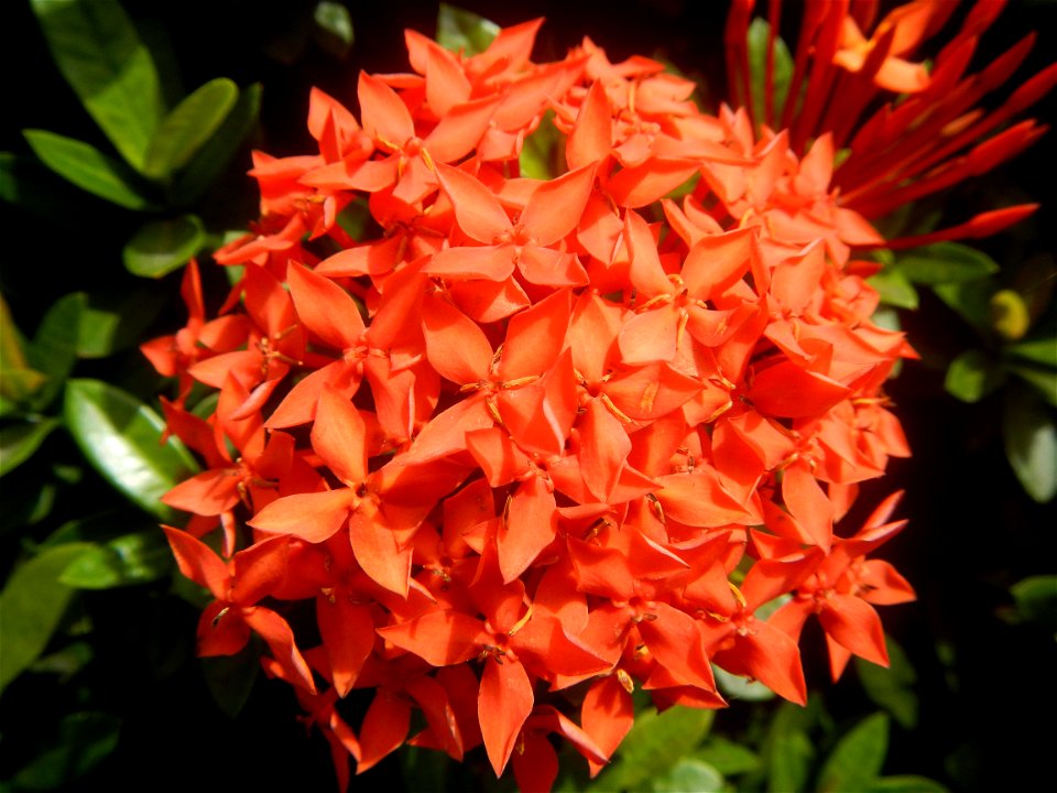 Close-ups of Ixora coccinea flowers in the Philippines Santan (Philippines) Rubiaceae Santan Ixora coccinea Linn. JUNGLE FLAME Ixora coccinea  in Poblacion, Baliuag, Bulacan Effects of Tropical Storm 