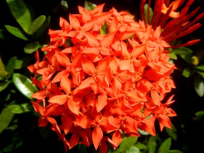 Close-ups of Ixora coccinea flowers in the Philippines Santan (Philippines) Rubiaceae Santan Ixora coccinea Linn. JUNGLE FLAME Ixora coccinea  in Poblacion, Baliuag, Bulacan Effects of Tropical Storm 