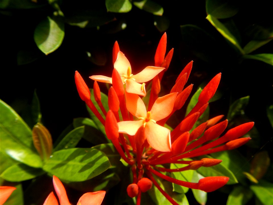 Close-ups of Ixora coccinea flowers in the Philippines Santan (Philippines) Rubiaceae Santan Ixora coccinea Linn. JUNGLE FLAME Ixora coccinea  in Poblacion, Baliuag, Bulacan Effects of Tropical Storm 