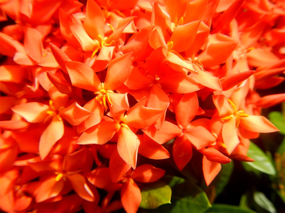 Close-ups of Ixora coccinea flowers in the Philippines Santan (Philippines) Rubiaceae Santan Ixora coccinea Linn. JUNGLE FLAME Ixora coccinea  in Poblacion, Baliuag, Bulacan Effects of Tropical Storm 