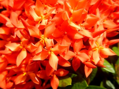 Close-ups of Ixora coccinea flowers in the Philippines Santan (Philippines) Rubiaceae Santan Ixora coccinea Linn. JUNGLE FLAME Ixora coccinea in Poblacion, Baliuag, Bulacan Effects of Tropical Storm photo