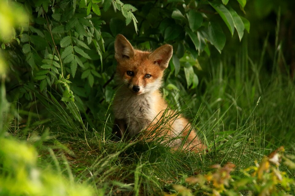 Nature red head freedom
