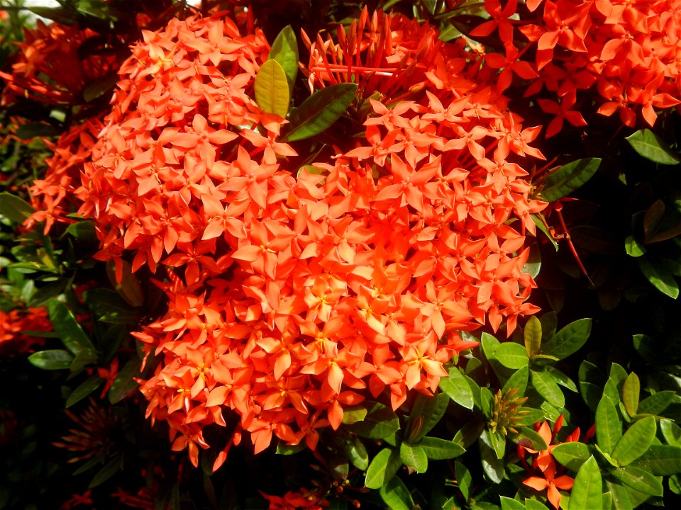 Close-ups of Ixora coccinea flowers in the Philippines Santan (Philippines) Rubiaceae Santan Ixora coccinea Linn. JUNGLE FLAME Ixora coccinea  in Poblacion, Baliuag, Bulacan Effects of Tropical Storm 