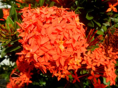 Close-ups of Ixora coccinea flowers in the Philippines Santan (Philippines) Rubiaceae Santan Ixora coccinea Linn. JUNGLE FLAME Ixora coccinea  in Poblacion, Baliuag, Bulacan Effects of Tropical Storm 