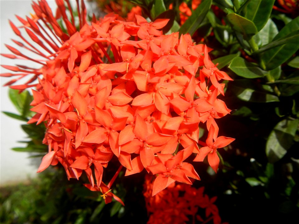 Close-ups of Ixora coccinea flowers in the Philippines Santan (Philippines) Rubiaceae Santan Ixora coccinea Linn. JUNGLE FLAME Ixora coccinea  in Poblacion, Baliuag, Bulacan Effects of Tropical Storm 