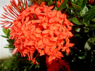 Close-ups of Ixora coccinea flowers in the Philippines Santan (Philippines) Rubiaceae Santan Ixora coccinea Linn. JUNGLE FLAME Ixora coccinea  in Poblacion, Baliuag, Bulacan Effects of Tropical Storm 