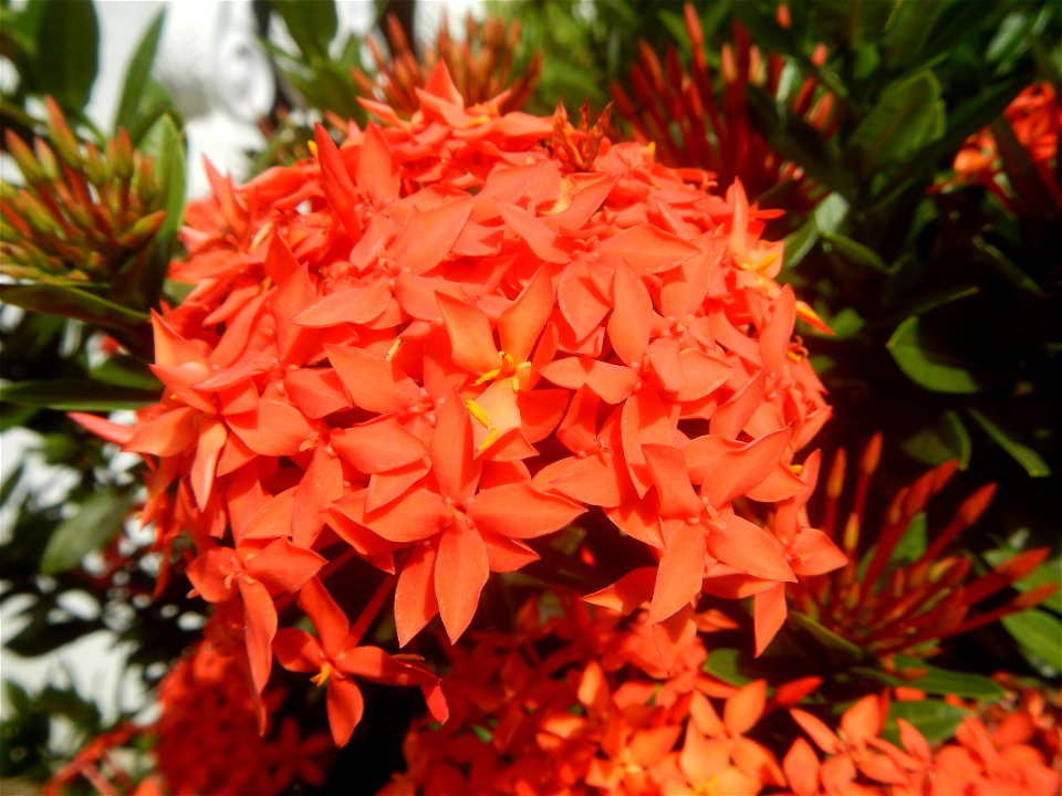 Close-ups of Ixora coccinea flowers in the Philippines Santan (Philippines) Rubiaceae Santan Ixora coccinea Linn. JUNGLE FLAME Ixora coccinea  in Poblacion, Baliuag, Bulacan Effects of Tropical Storm 