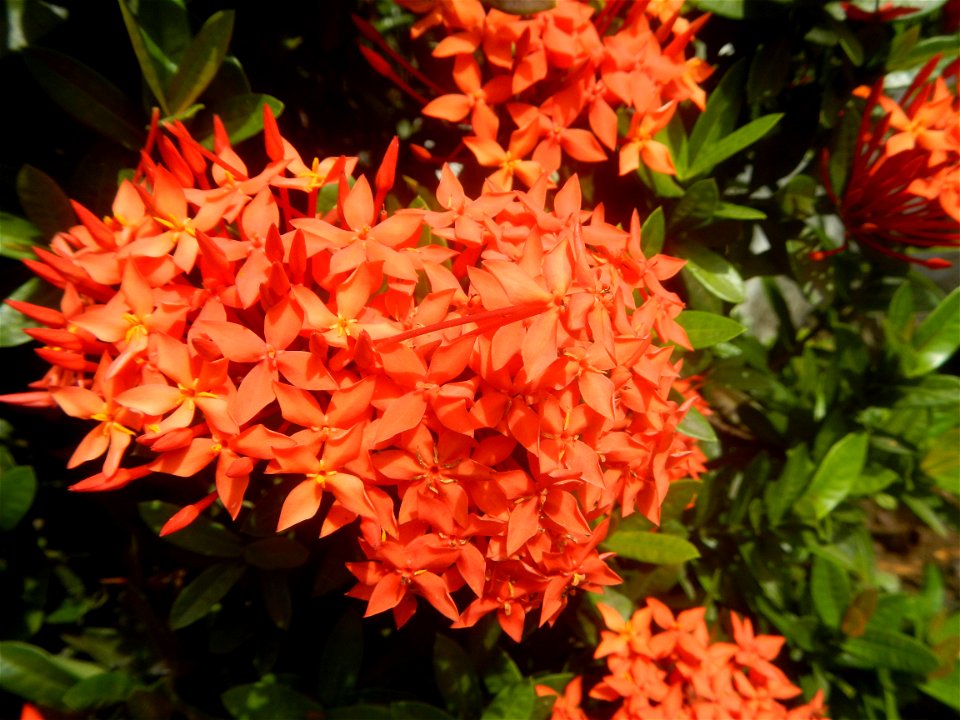 Close-ups of Ixora coccinea flowers in the Philippines Santan (Philippines) Rubiaceae Santan Ixora coccinea Linn. JUNGLE FLAME Ixora coccinea  in Poblacion, Baliuag, Bulacan Effects of Tropical Storm 