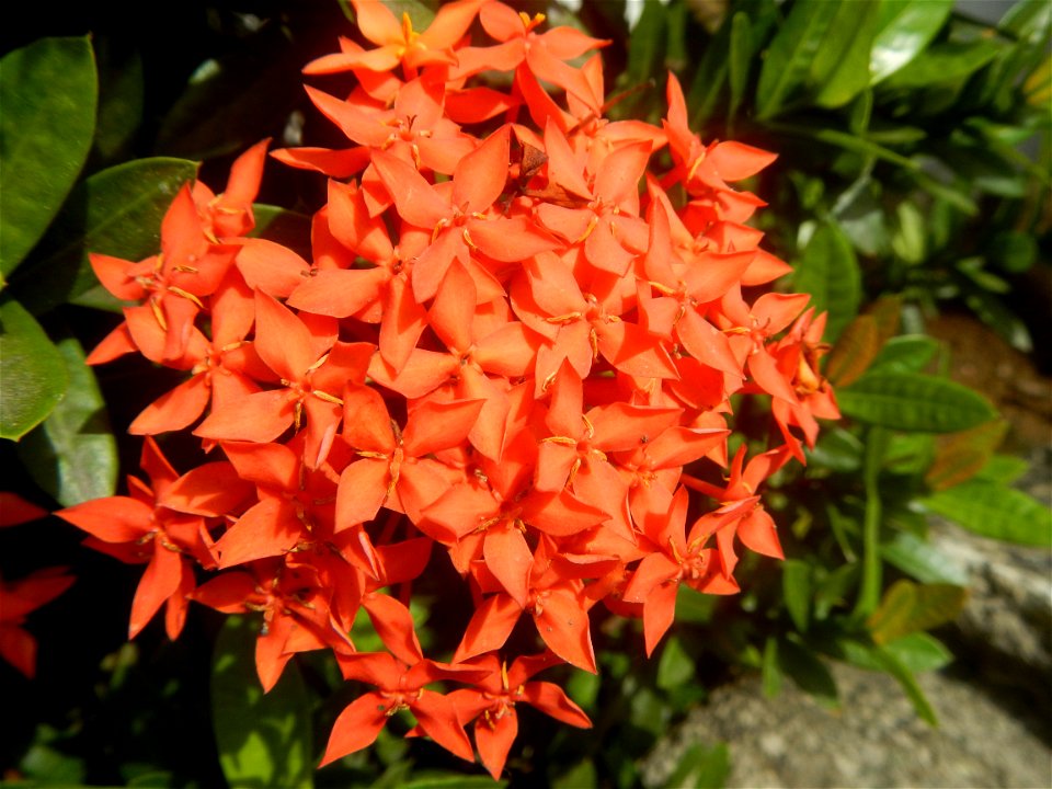 Close-ups of Ixora coccinea flowers in the Philippines Santan (Philippines) Rubiaceae Santan Ixora coccinea Linn. JUNGLE FLAME Ixora coccinea  in Poblacion, Baliuag, Bulacan Effects of Tropical Storm 