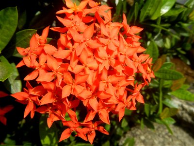 Close-ups of Ixora coccinea flowers in the Philippines Santan (Philippines) Rubiaceae Santan Ixora coccinea Linn. JUNGLE FLAME Ixora coccinea  in Poblacion, Baliuag, Bulacan Effects of Tropical Storm 