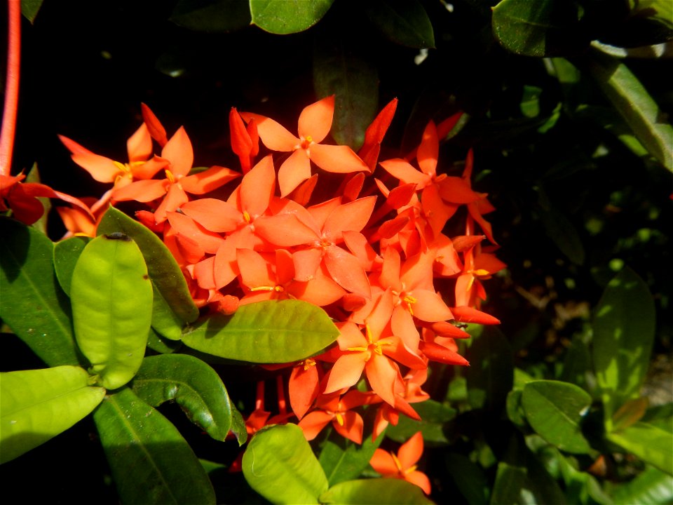 Close-ups of Ixora coccinea flowers in the Philippines Santan (Philippines) Rubiaceae Santan Ixora coccinea Linn. JUNGLE FLAME Ixora coccinea  in Poblacion, Baliuag, Bulacan Effects of Tropical Storm 