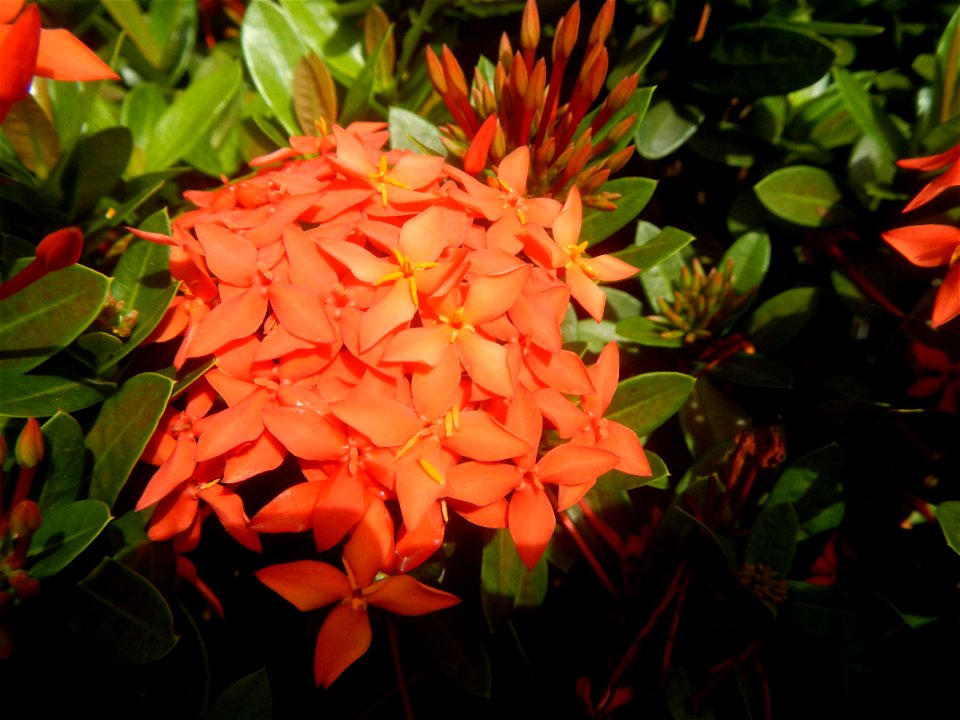 Close-ups of Ixora coccinea flowers in the Philippines Santan (Philippines) Rubiaceae Santan Ixora coccinea Linn. JUNGLE FLAME Ixora coccinea  in Poblacion, Baliuag, Bulacan Effects of Tropical Storm 