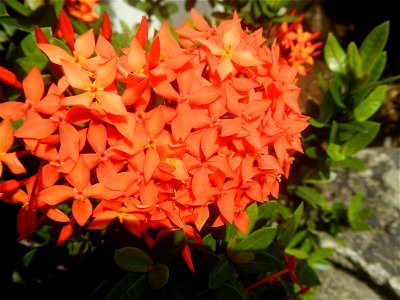 Close-ups of Ixora coccinea flowers in the Philippines Santan (Philippines) Rubiaceae Santan Ixora coccinea Linn. JUNGLE FLAME Ixora coccinea  in Poblacion, Baliuag, Bulacan Effects of Tropical Storm 