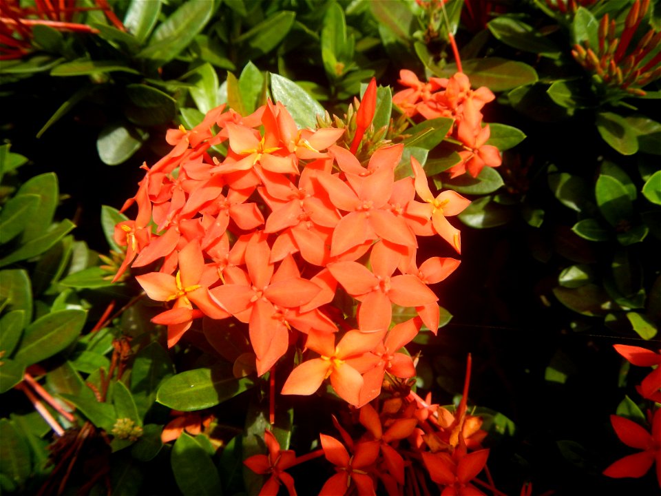 Close-ups of Ixora coccinea flowers in the Philippines Santan (Philippines) Rubiaceae Santan Ixora coccinea Linn. JUNGLE FLAME Ixora coccinea  in Poblacion, Baliuag, Bulacan Effects of Tropical Storm 