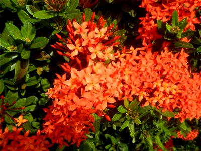 Close-ups of Ixora coccinea flowers in the Philippines Santan (Philippines) Rubiaceae Santan Ixora coccinea Linn. JUNGLE FLAME Ixora coccinea  in Poblacion, Baliuag, Bulacan Effects of Tropical Storm 