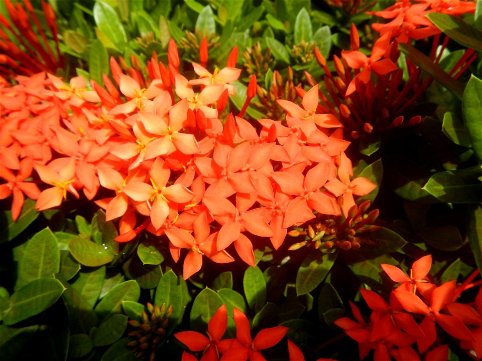 Close-ups of Ixora coccinea flowers in the Philippines Santan (Philippines) Rubiaceae Santan Ixora coccinea Linn. JUNGLE FLAME Ixora coccinea  in Poblacion, Baliuag, Bulacan Effects of Tropical Storm 