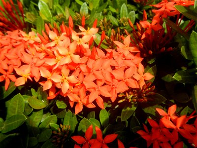 Close-ups of Ixora coccinea flowers in the Philippines Santan (Philippines) Rubiaceae Santan Ixora coccinea Linn. JUNGLE FLAME Ixora coccinea  in Poblacion, Baliuag, Bulacan Effects of Tropical Storm 