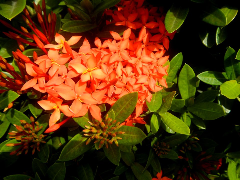 Close-ups of Ixora coccinea flowers in the Philippines Santan (Philippines) Rubiaceae Santan Ixora coccinea Linn. JUNGLE FLAME Ixora coccinea  in Poblacion, Baliuag, Bulacan Effects of Tropical Storm 