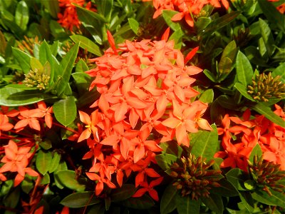 Close-ups of Ixora coccinea flowers in the Philippines Santan (Philippines) Rubiaceae Santan Ixora coccinea Linn. JUNGLE FLAME Ixora coccinea  in Poblacion, Baliuag, Bulacan Effects of Tropical Storm 