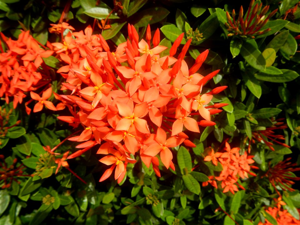 Close-ups of Ixora coccinea flowers in the Philippines Santan (Philippines) Rubiaceae Santan Ixora coccinea Linn. JUNGLE FLAME Ixora coccinea  in Poblacion, Baliuag, Bulacan Effects of Tropical Storm 
