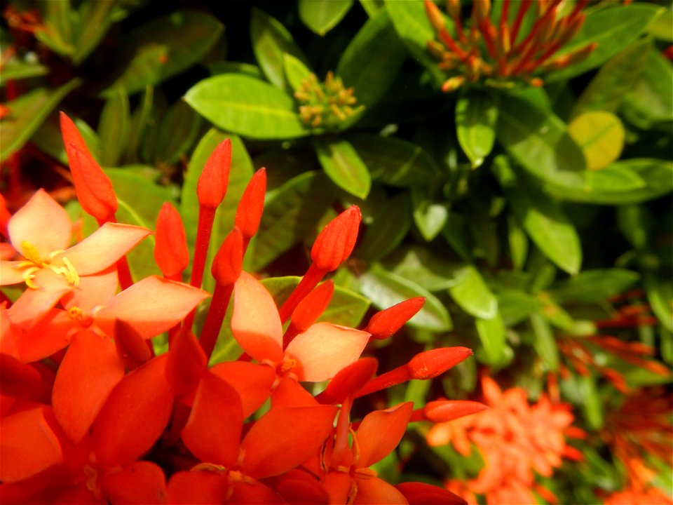 Close-ups of Ixora coccinea flowers in the Philippines Santan (Philippines) Rubiaceae Santan Ixora coccinea Linn. JUNGLE FLAME Ixora coccinea  in Poblacion, Baliuag, Bulacan Effects of Tropical Storm 