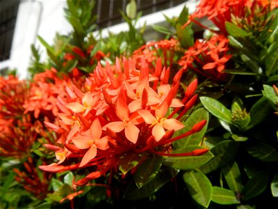 Close-ups of Ixora coccinea flowers in the Philippines Santan (Philippines) Rubiaceae Santan Ixora coccinea Linn. JUNGLE FLAME Ixora coccinea  in Poblacion, Baliuag, Bulacan Effects of Tropical Storm 