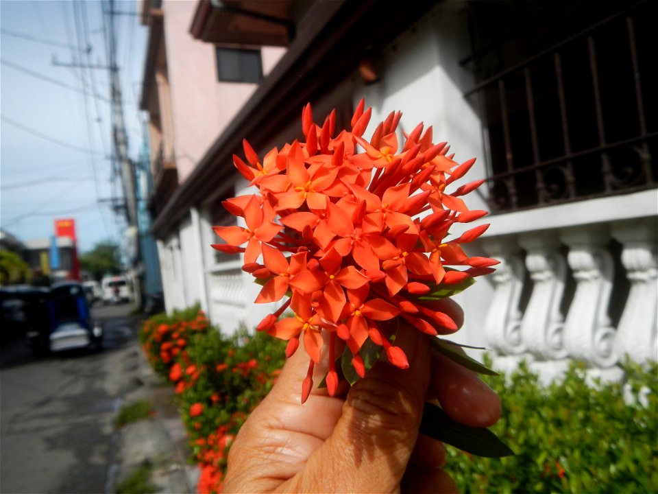 Close-ups of Ixora coccinea flowers in the Philippines Santan (Philippines) Rubiaceae Santan Ixora coccinea Linn. JUNGLE FLAME Ixora coccinea  in Poblacion, Baliuag, Bulacan Effects of Tropical Storm 
