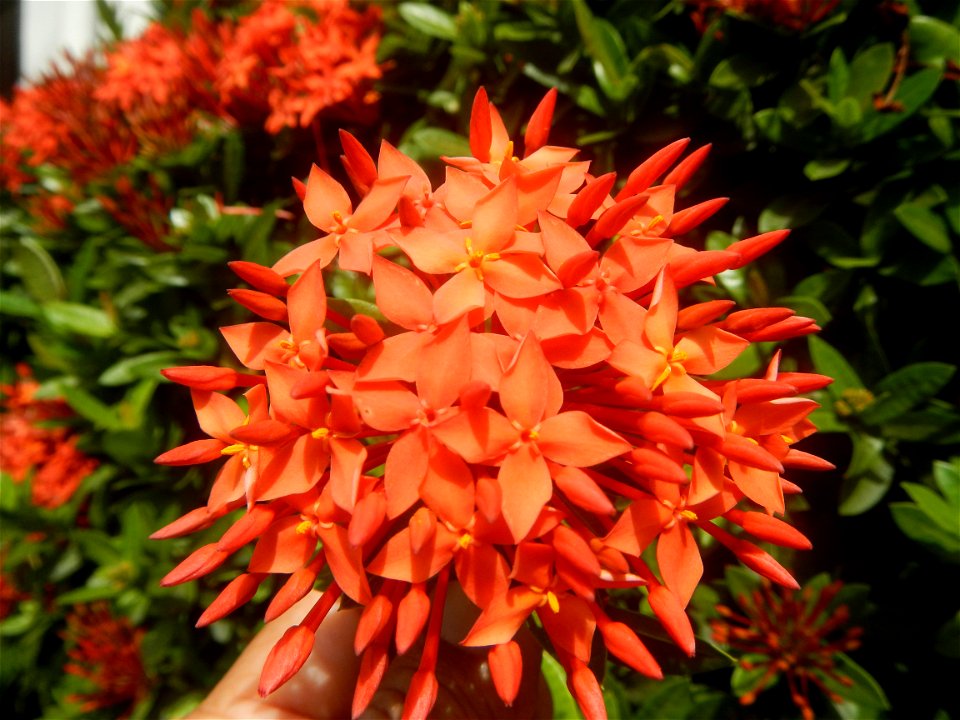 Close-ups of Ixora coccinea flowers in the Philippines Santan (Philippines) Rubiaceae Santan Ixora coccinea Linn. JUNGLE FLAME Ixora coccinea  in Poblacion, Baliuag, Bulacan Effects of Tropical Storm 