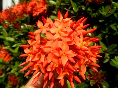 Close-ups of Ixora coccinea flowers in the Philippines Santan (Philippines) Rubiaceae Santan Ixora coccinea Linn. JUNGLE FLAME Ixora coccinea  in Poblacion, Baliuag, Bulacan Effects of Tropical Storm 