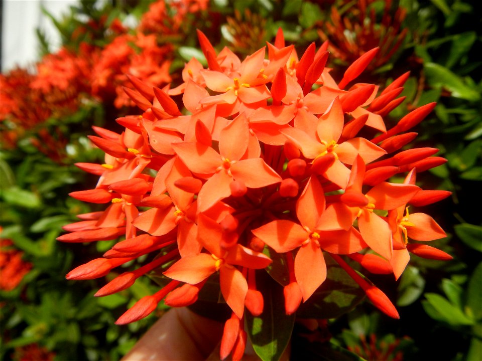 Close-ups of Ixora coccinea flowers in the Philippines Santan (Philippines) Rubiaceae Santan Ixora coccinea Linn. JUNGLE FLAME Ixora coccinea  in Poblacion, Baliuag, Bulacan Effects of Tropical Storm 