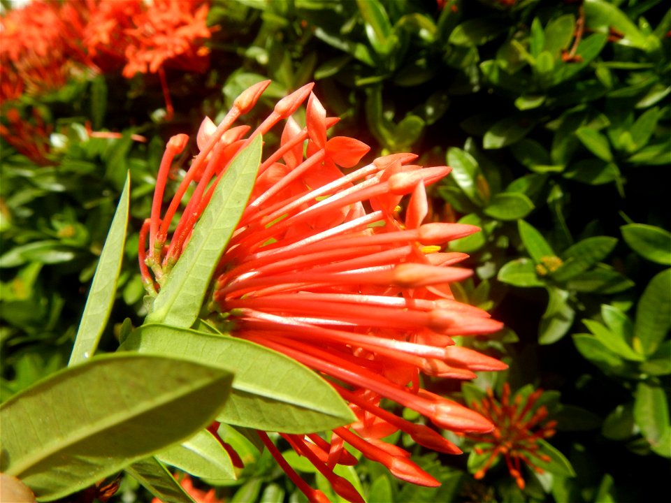 Close-ups of Ixora coccinea flowers in the Philippines Santan (Philippines) Rubiaceae Santan Ixora coccinea Linn. JUNGLE FLAME Ixora coccinea  in Poblacion, Baliuag, Bulacan Effects of Tropical Storm 